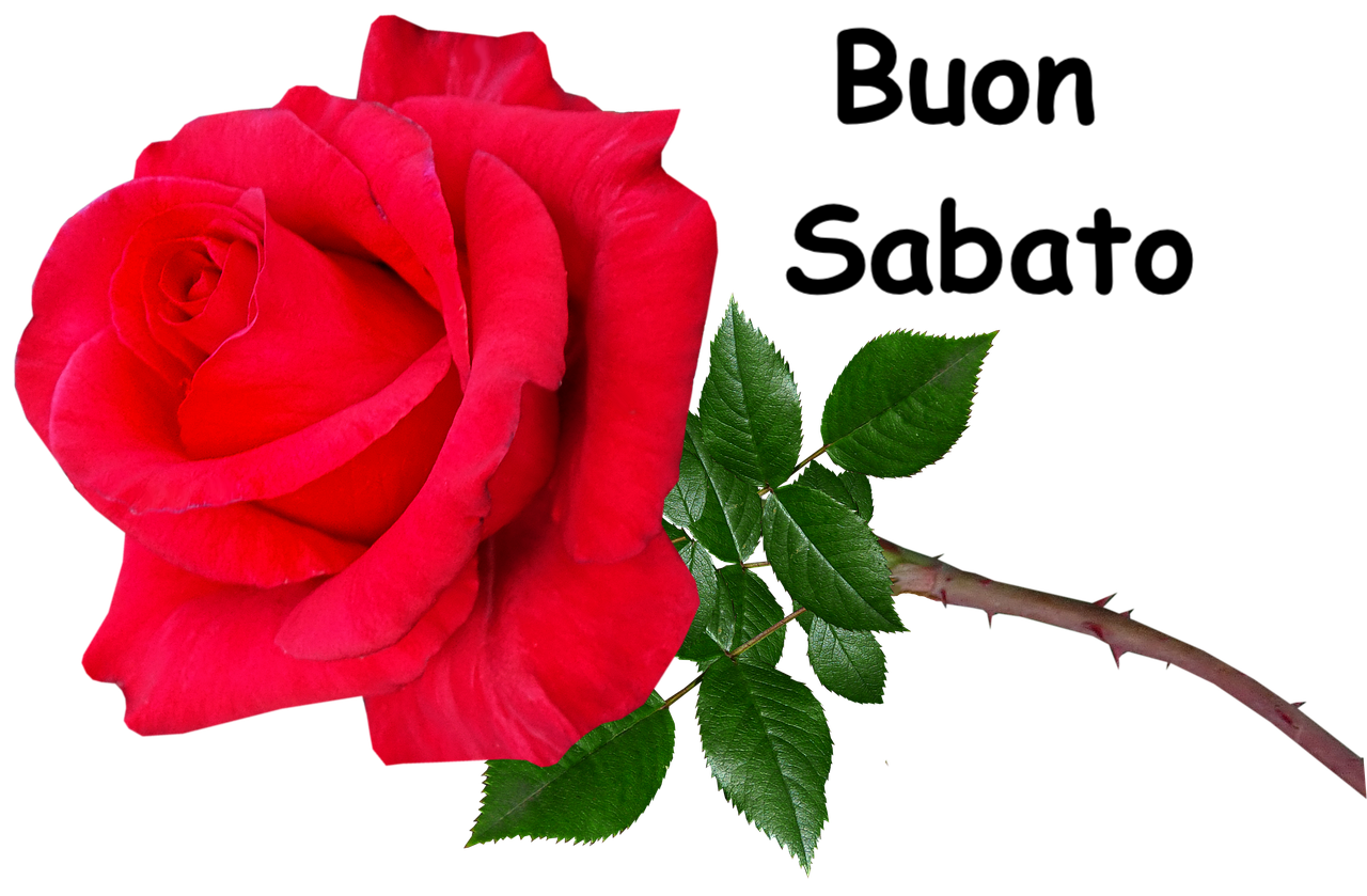 una rosa rossa perfetta con foglioline verdi e spine